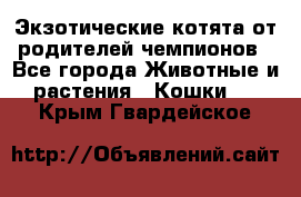  Экзотические котята от родителей чемпионов - Все города Животные и растения » Кошки   . Крым,Гвардейское